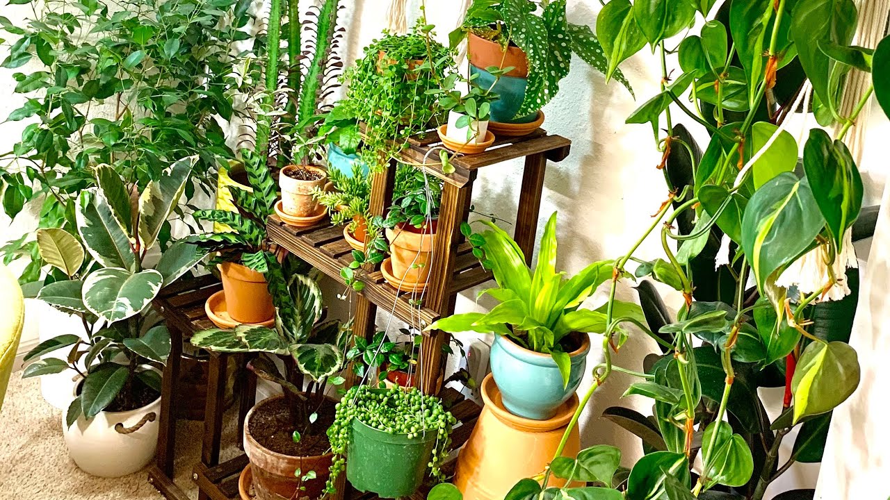 Plants In Your Mom's House!! REDUX!