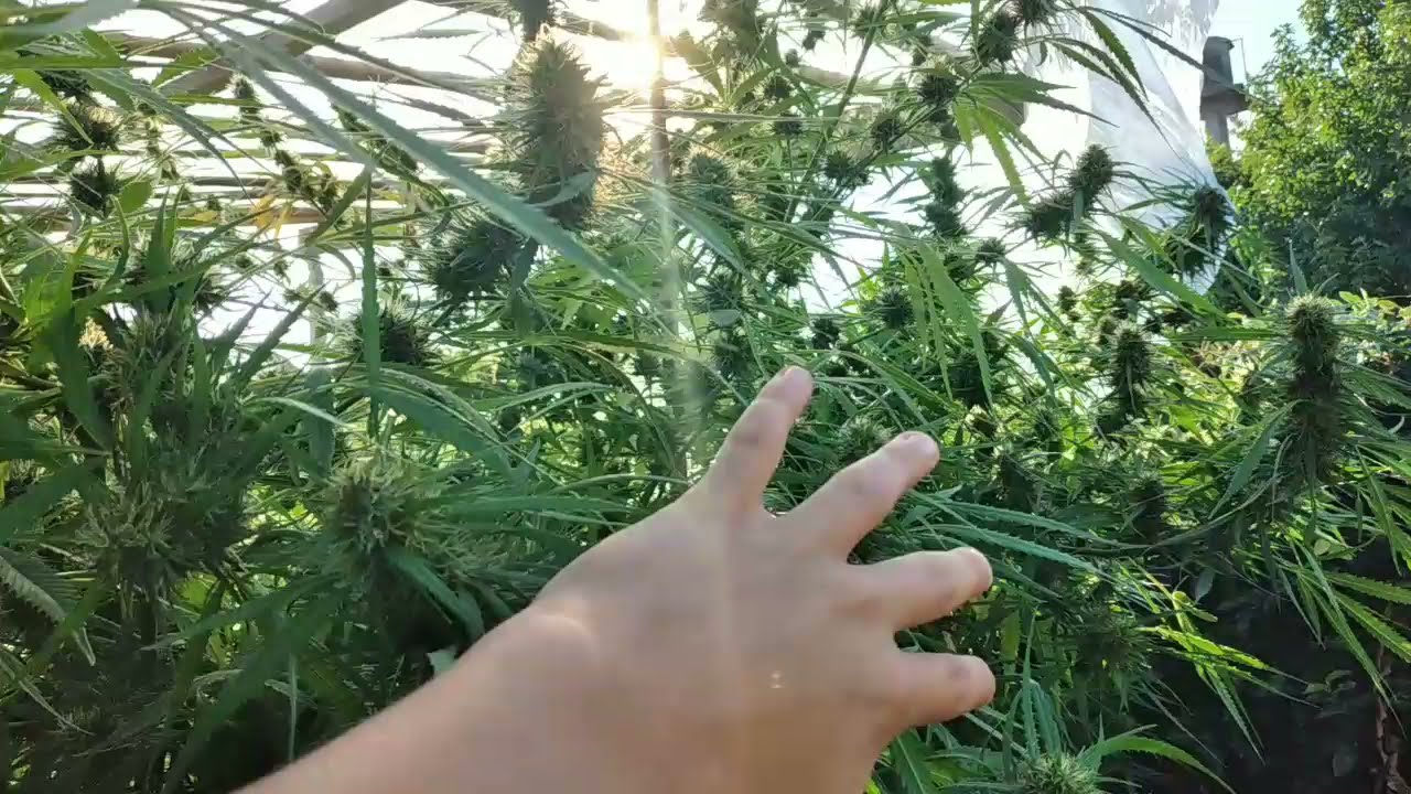 -CULTIVO EN EXTERIOR DE MARIHUANA DE 3 METROS!          - Parte 2 -Seguimiento la semana 6. (18+)