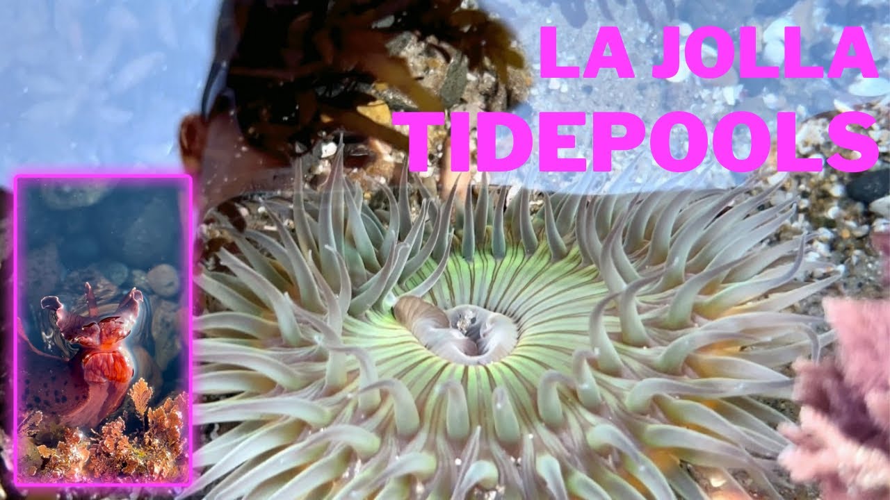 LA JOLLA TIDE POOLS | LA JOLLA COVE #SANDIEGO #BEACH