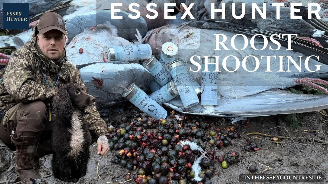 ROOST SHOOTING With Essex Hunter