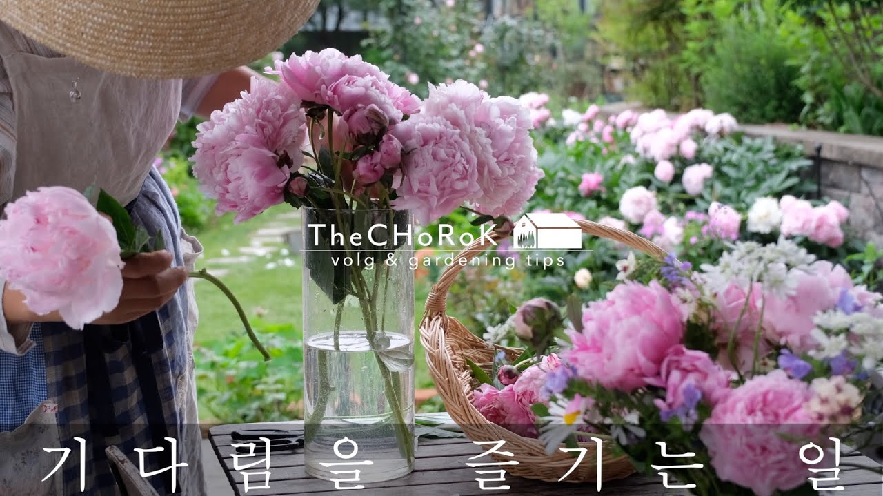 작약이 피기까지 긴 기다림 | 텃밭 | 마당가드너