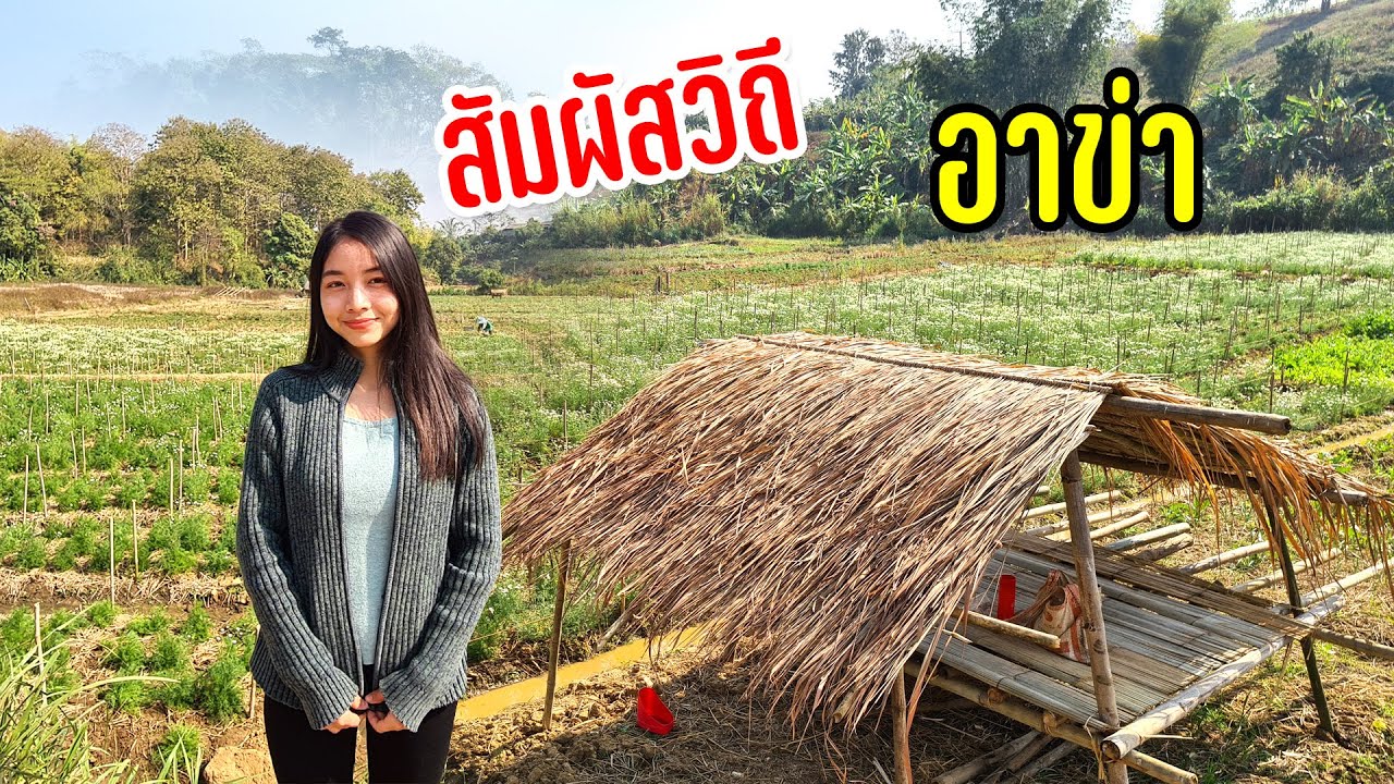 ตื่นเช้าชมวิวสวยชาวอาข่าเก็บดอกพืชเศรษฐกิจสร้างรายได้มุ่งหน้าสู่แม่สลองนอก #กินเที่ยวกับสาวชนเผ่า9