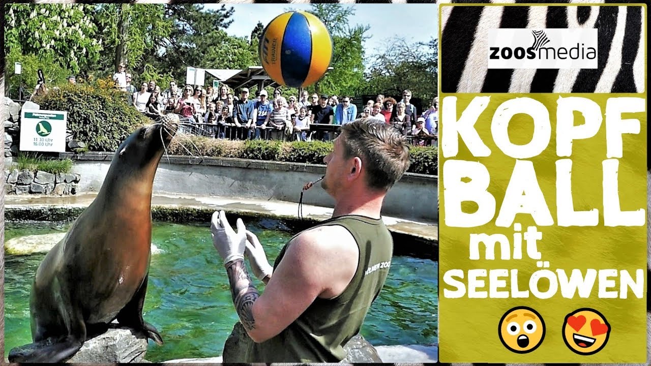 SEELÖWEN-Training im KÖLNER ZOO 💦 | zoos.media