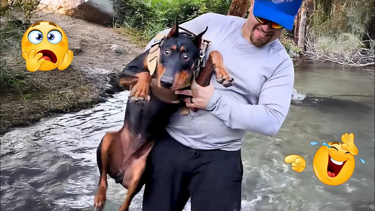 I Can’t Believe How Funny These Dogs Are 😂 Best Funny Animals Videos 2025 #42