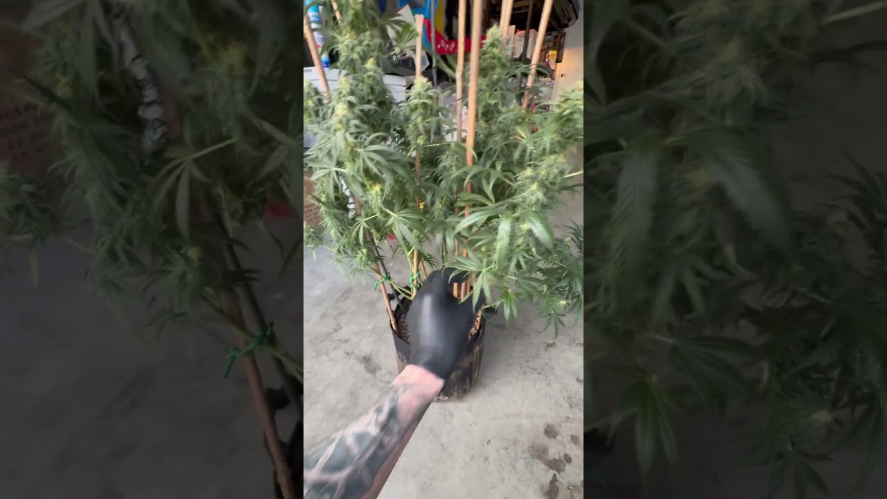 Humboldt CSI Pineapple. Smells like a fresh cut Hawaiian pineapple. So fruity! #trendingshorts #fyp