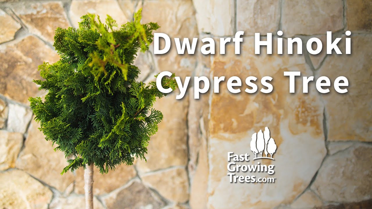 Dwarf Hinoki Cypress Tree | Fast Growing Trees