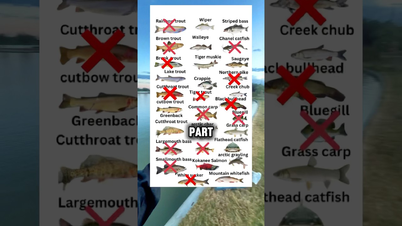 CATCHING EVERY FISH IN COLORADO PART 14: THE CRAPPIE🪱🎣 #fishing #colorado #bait #crappie #denver