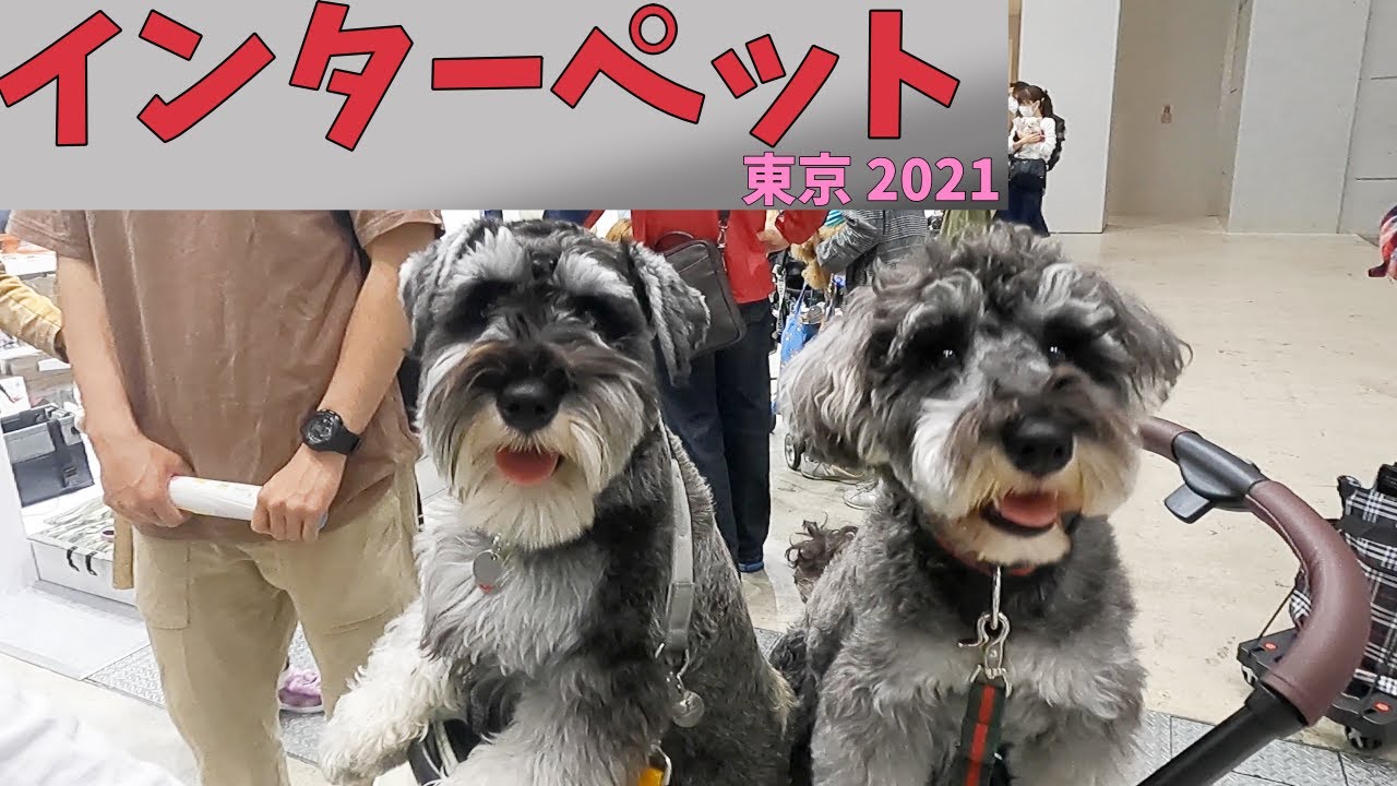 日本最大級のペットイベントに行ってきた【ミニチュアシュナウザー】