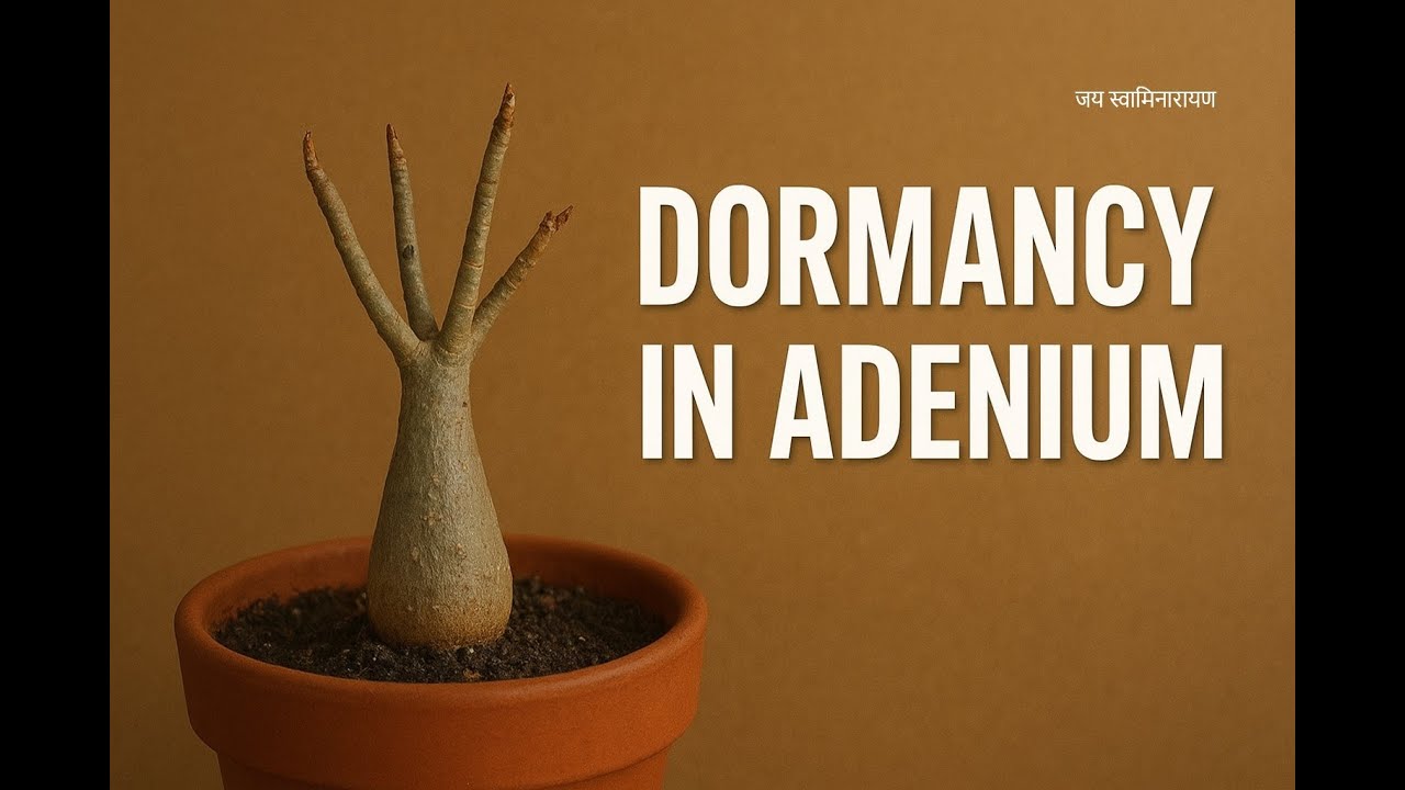 Dormancy In Adenium  | Adenium Plant Dormancy  | Adenium Dormancy #AdeniumDormancy #Dormancy