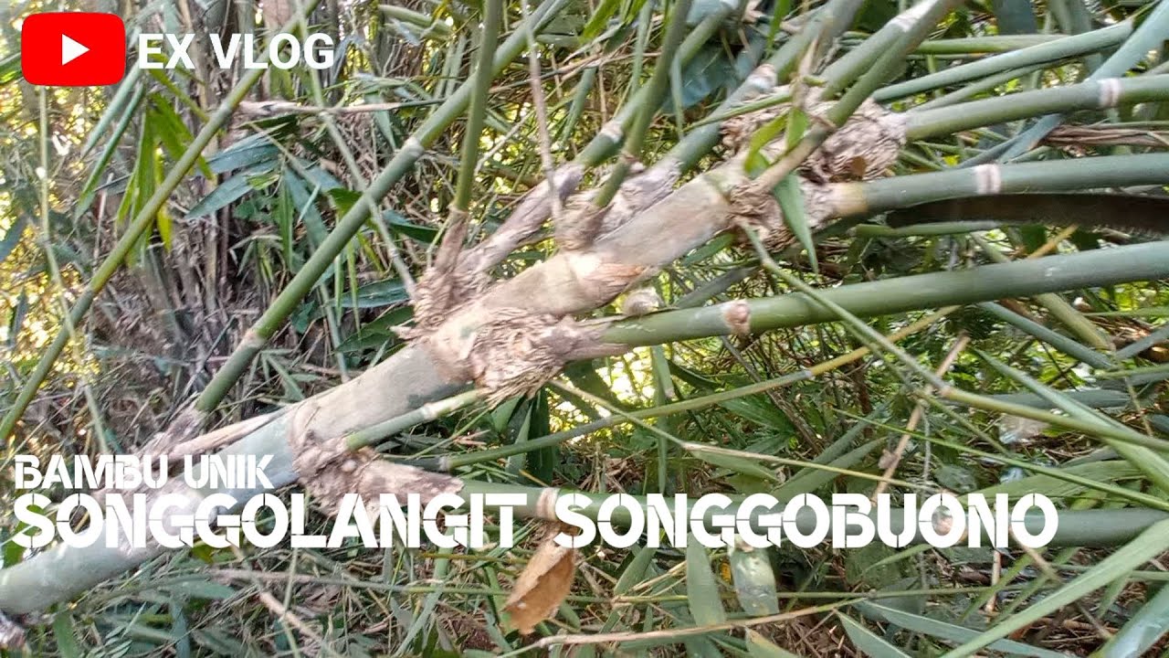 Bambu songgolangit songgobuono #exvlog #angker #banbuunik