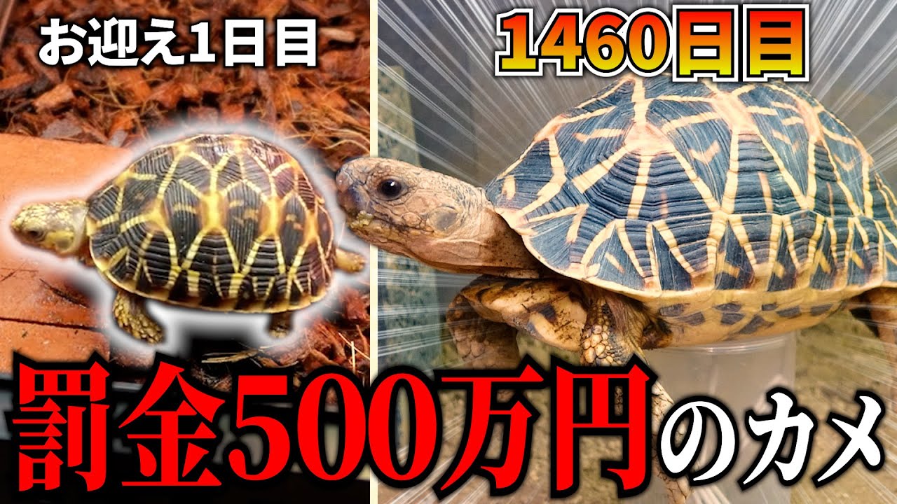 ４年間飼育したCITES 附属書Ⅰ『インドホシガメ』の登録票を更新しました