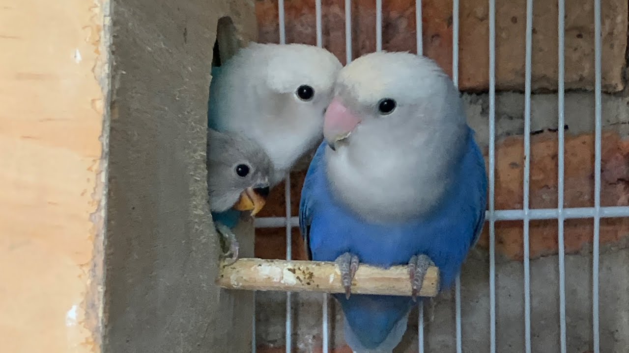 Como emparejar agapornis. ?