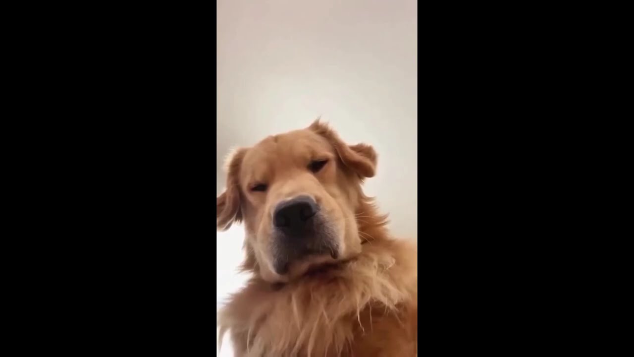 Cat vs Dog 🤣🐾 | Funniest Pet Moments Ever! 