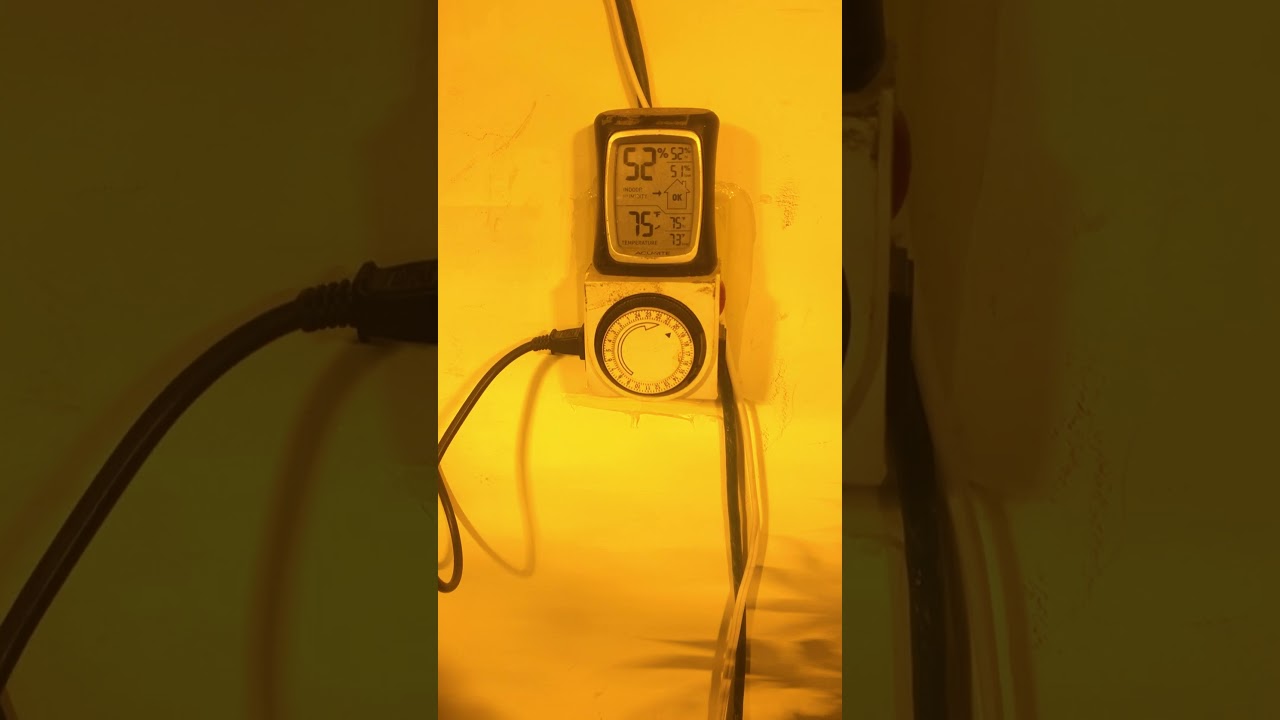 CANNABIS GROWING HACK. how I get extra 12 LBS top shelf spend less $$  Grow More...