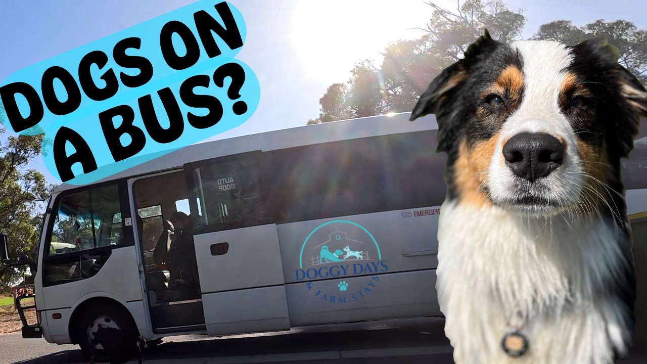 Come for a Ride on the Doggy Daycare Bus Fun and Excitment The Whole Way