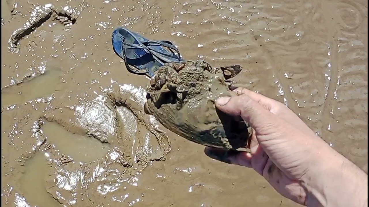 Третій день відходу води з каховського водосховища, гуляю по дну моря