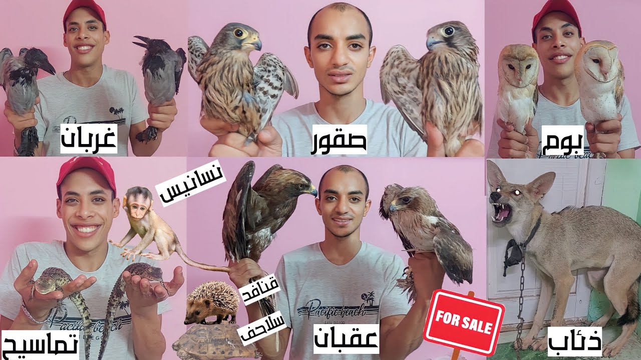 مزرعة اسلام كرم بالاسعار أشبال أسود ذئاب نسانيس تماسيح صقور عقبان بوم سلاحف غربان تعابين حرابى و