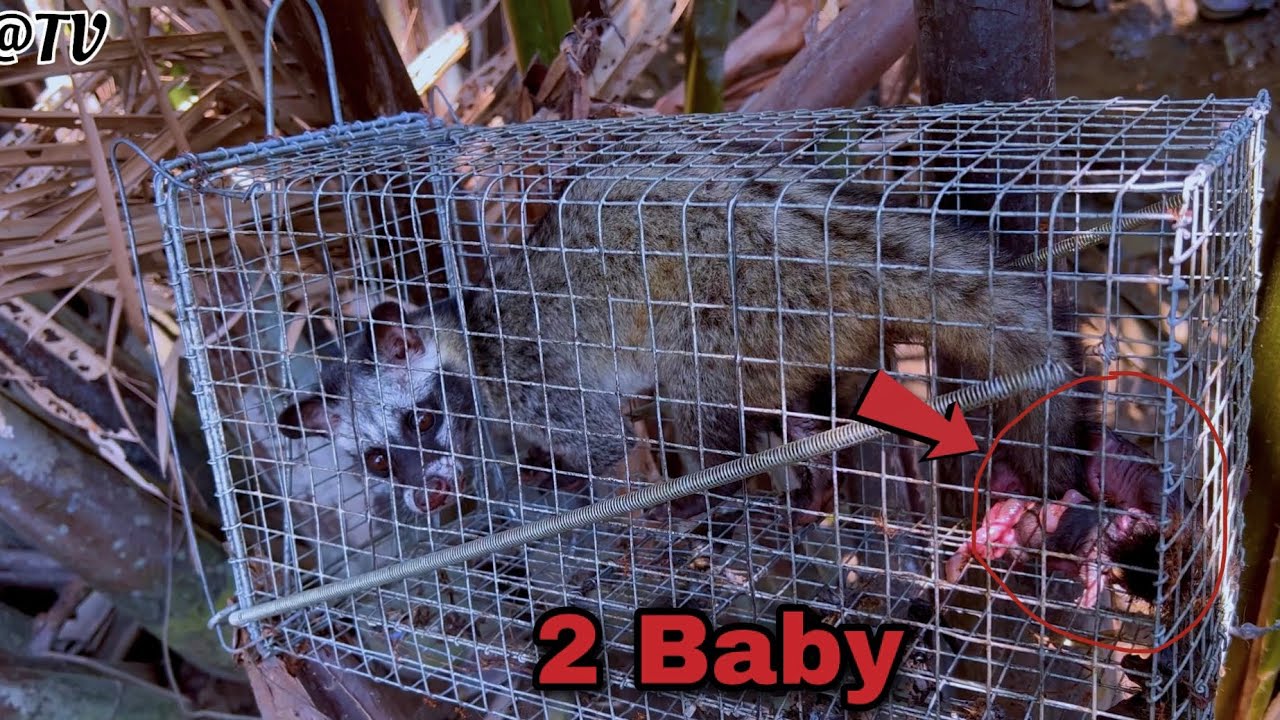 #48 Lần Đầu Bẫy Lồng Dính Chồn Hương Và Cái Kết…Quá May Mắn @TV