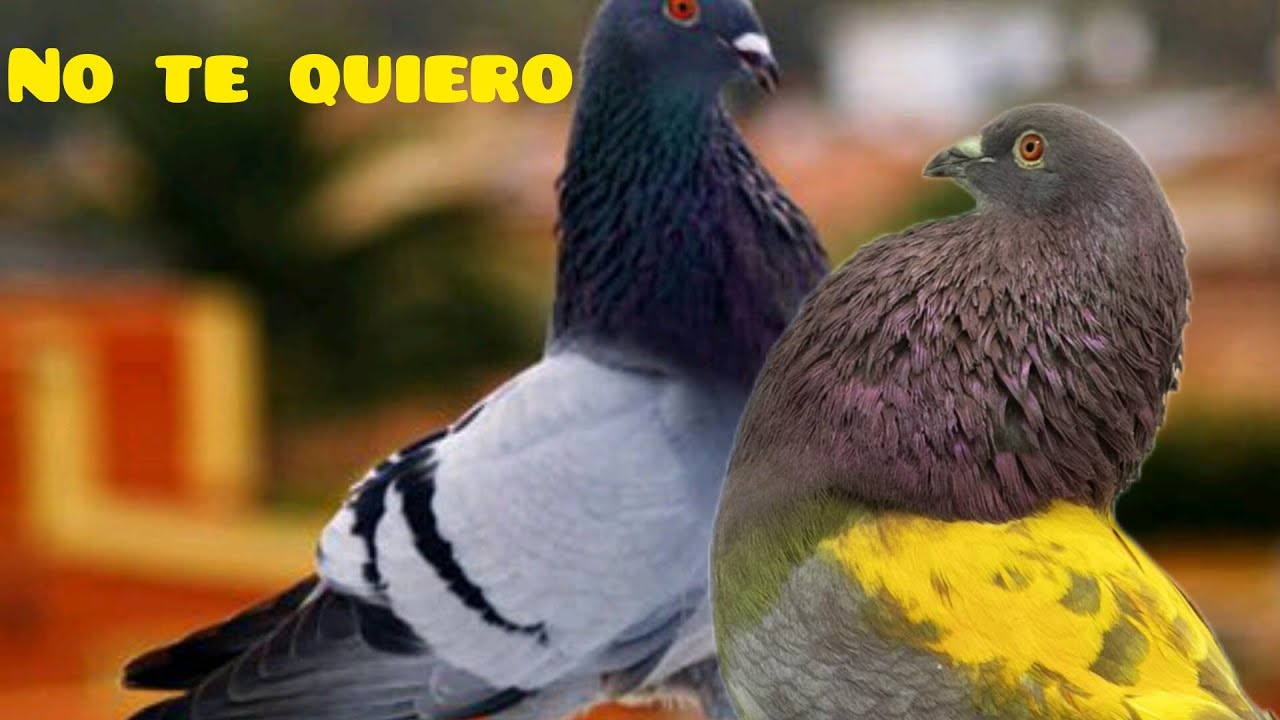 ¿la paloma azul ya no es tan importante? (manías o es verdad? palomos deportivos.cullera ♥️