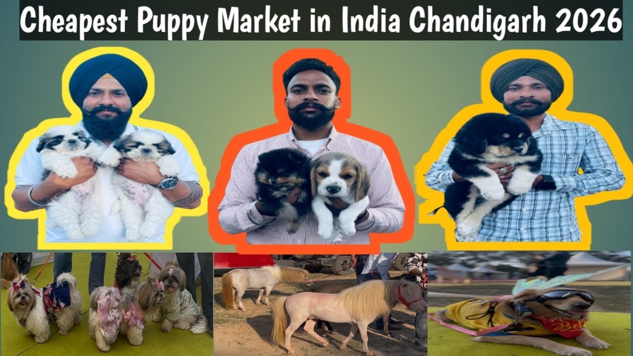Cheapest Puppy Market in India Chandigarh 2026