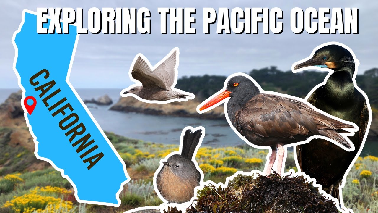 What’s Hiding on the California Coast? (Birds & Beyond)