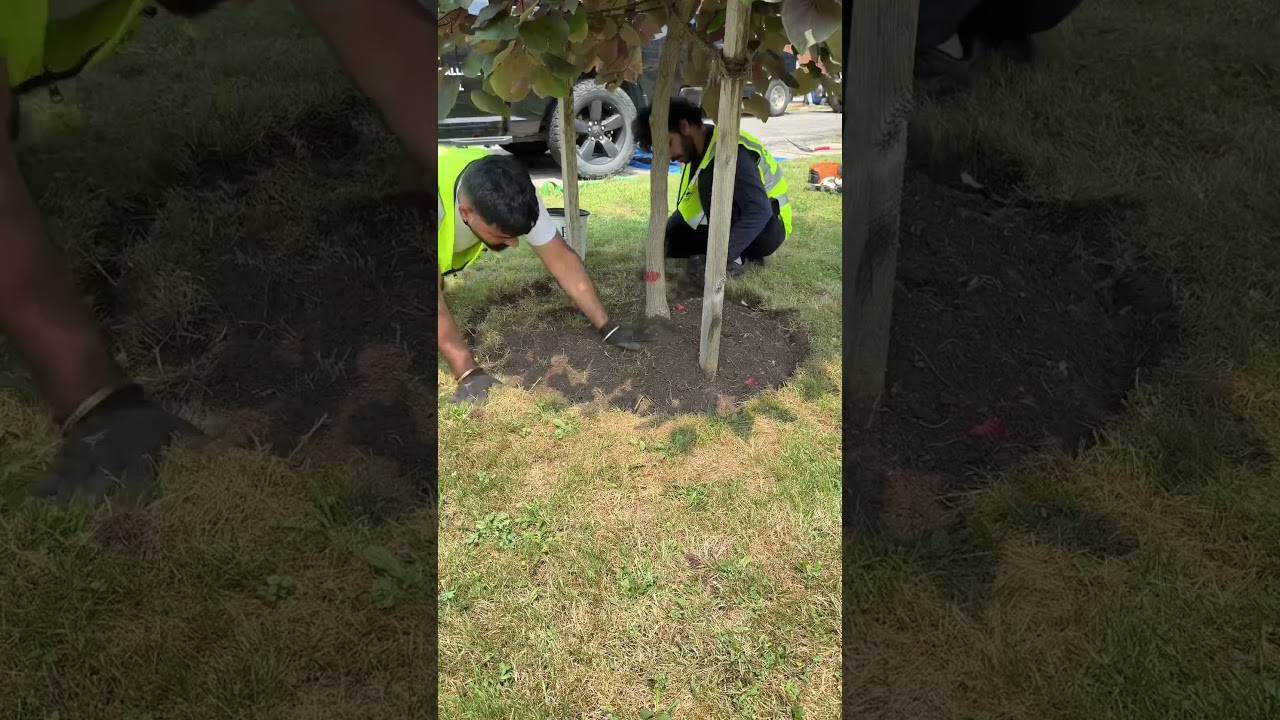 satisfying gardenbed clean up|  #asmr #lawncare #lawnmaintenance #grassmowing#lawn