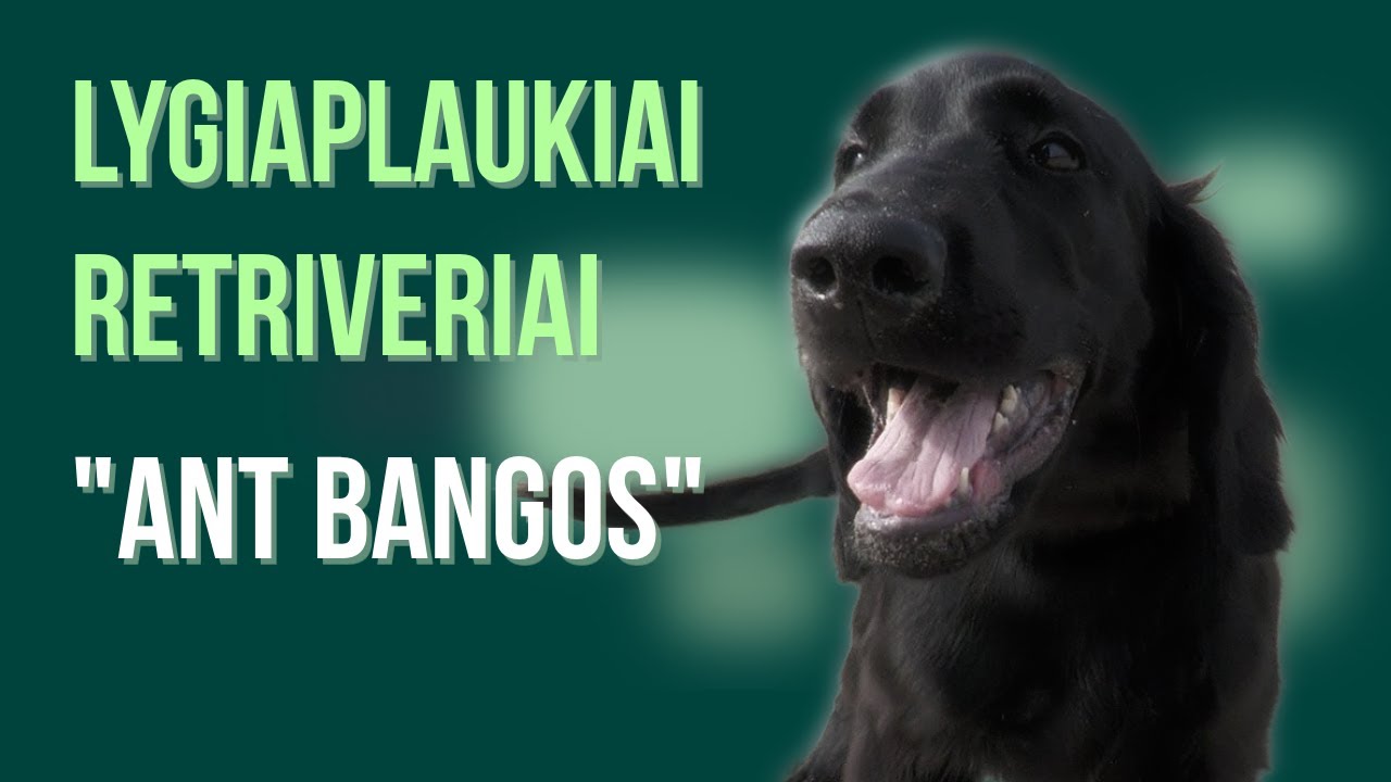 Lygiaplaukiai retriveriai „Ant bangos“: bendruomenė, varžybos ir šunų džiaugsmas!