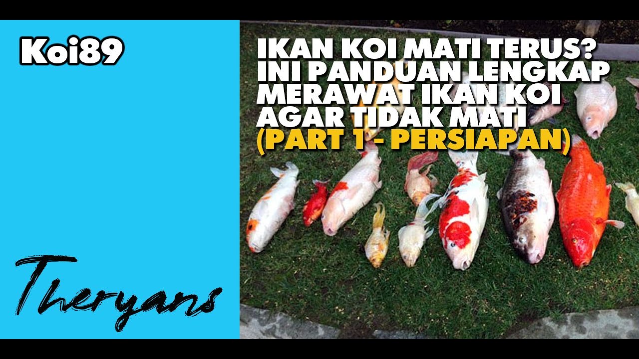 Cara Lengkap Merawat Ikan Koi Agar Tidak Mati (Part 1 - Persiapan)