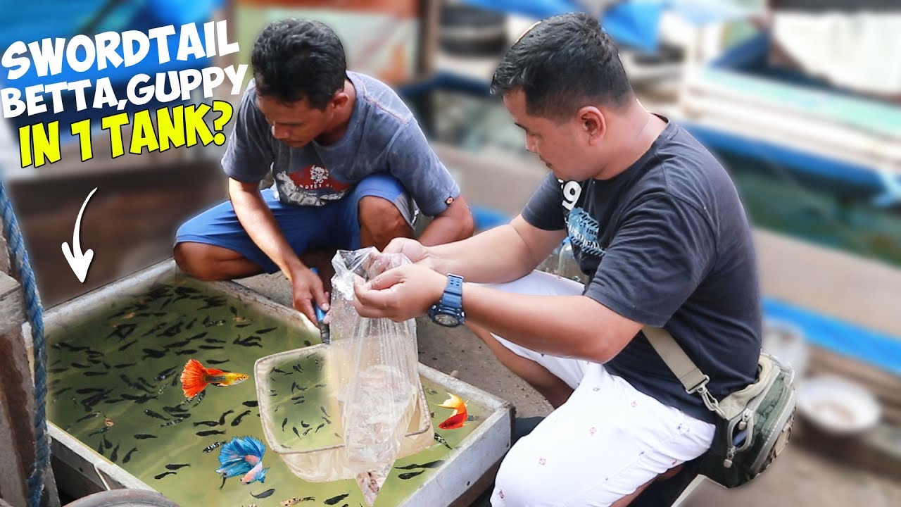 HUNDREDS  OF Bettafish, Guppies ,Sworldtail fish! UNBELIEVABLE!