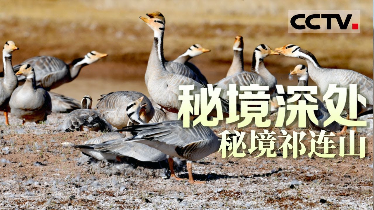 《秘境深处》秘境祁连山：斑头雁的幼崽正面临降生以来的第一次挑战......【CCTV纪录】