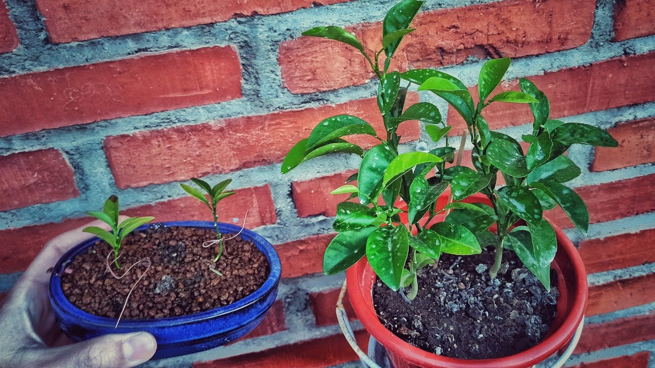 EXPERIMENTO 🍋 limonero 🍋 desde semilla🌱, ramificación! // eljardindemibalcon