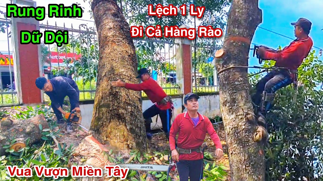 Chấn Động Vua Vượn Cưa Bật Gốc Cây Xà Cừ Tại Cổng Hàng Rào Bệnh Viện Thạnh Hóa