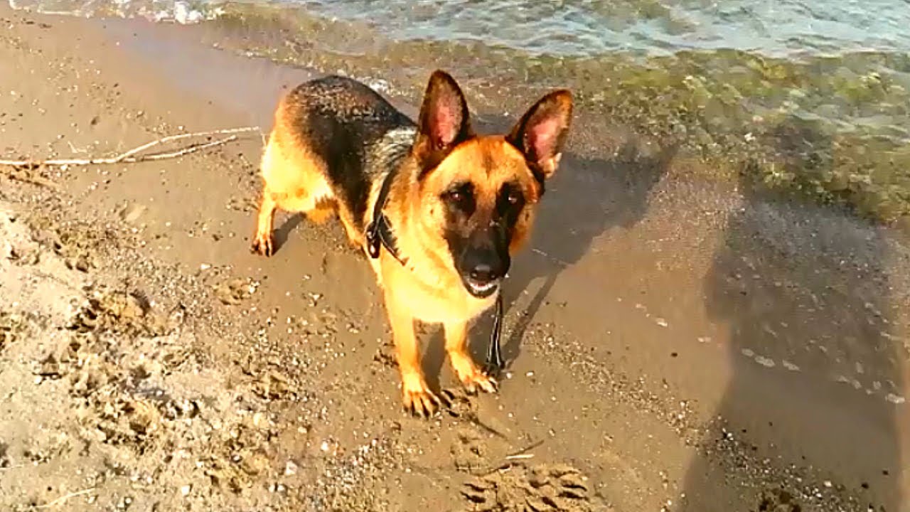 German Shepherd loves this place