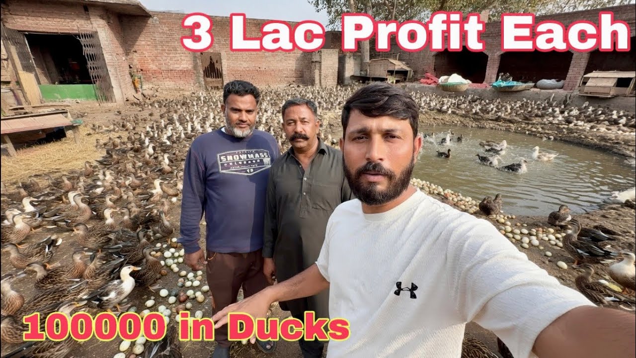 1000000 lac Investment +  300000 lac Profit + Sale And Purchase + Healthcare And Death | Mr Asad