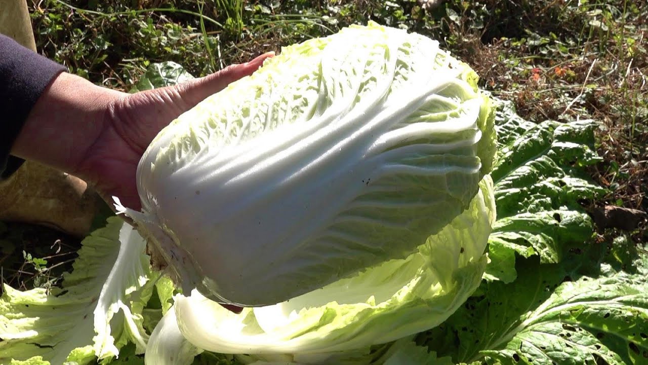 冬の山奥で菜園と薪ストーブ