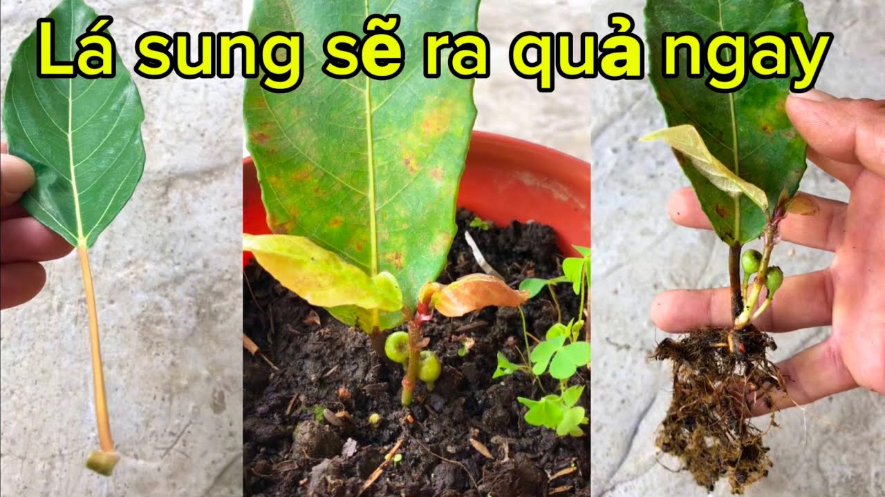 Bí quyết làm lá sung ra quả công thức mới nhất 