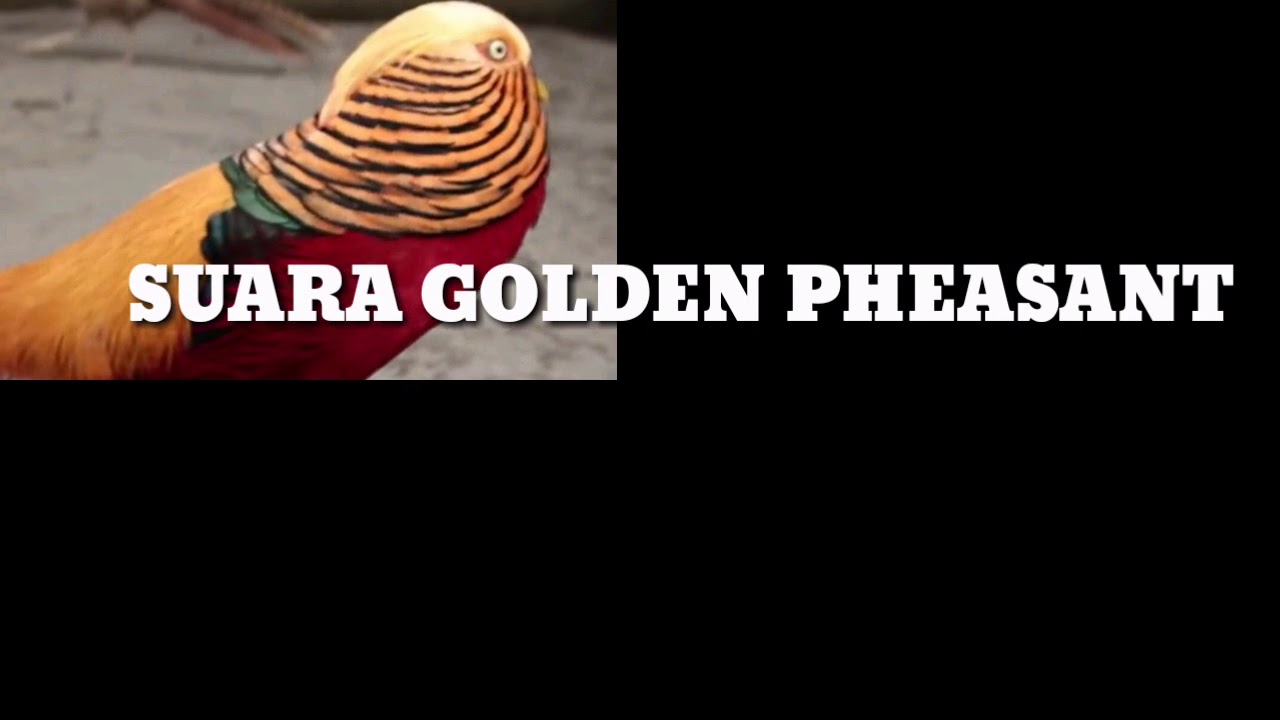 🔵ternyata seperti ini suara GOLDEN PHEASANT