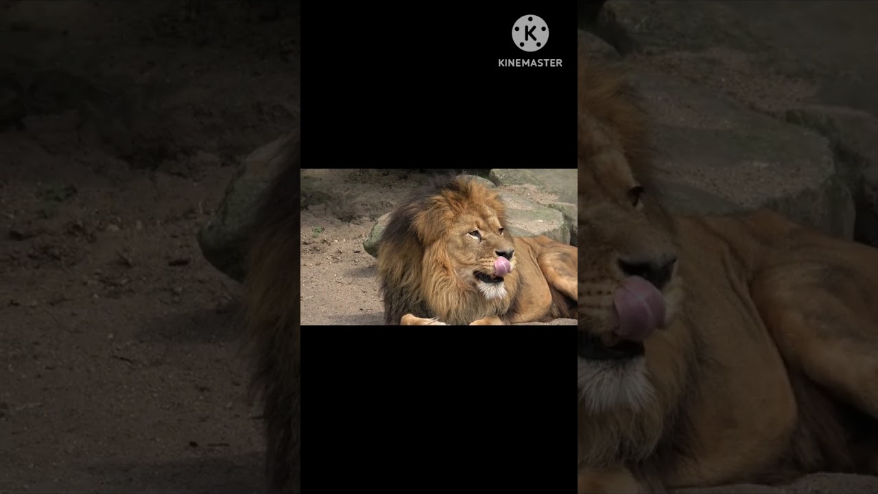Amazing Fact About scark kings Lions/Hindi language Top fact  mind blowing fact about lions 