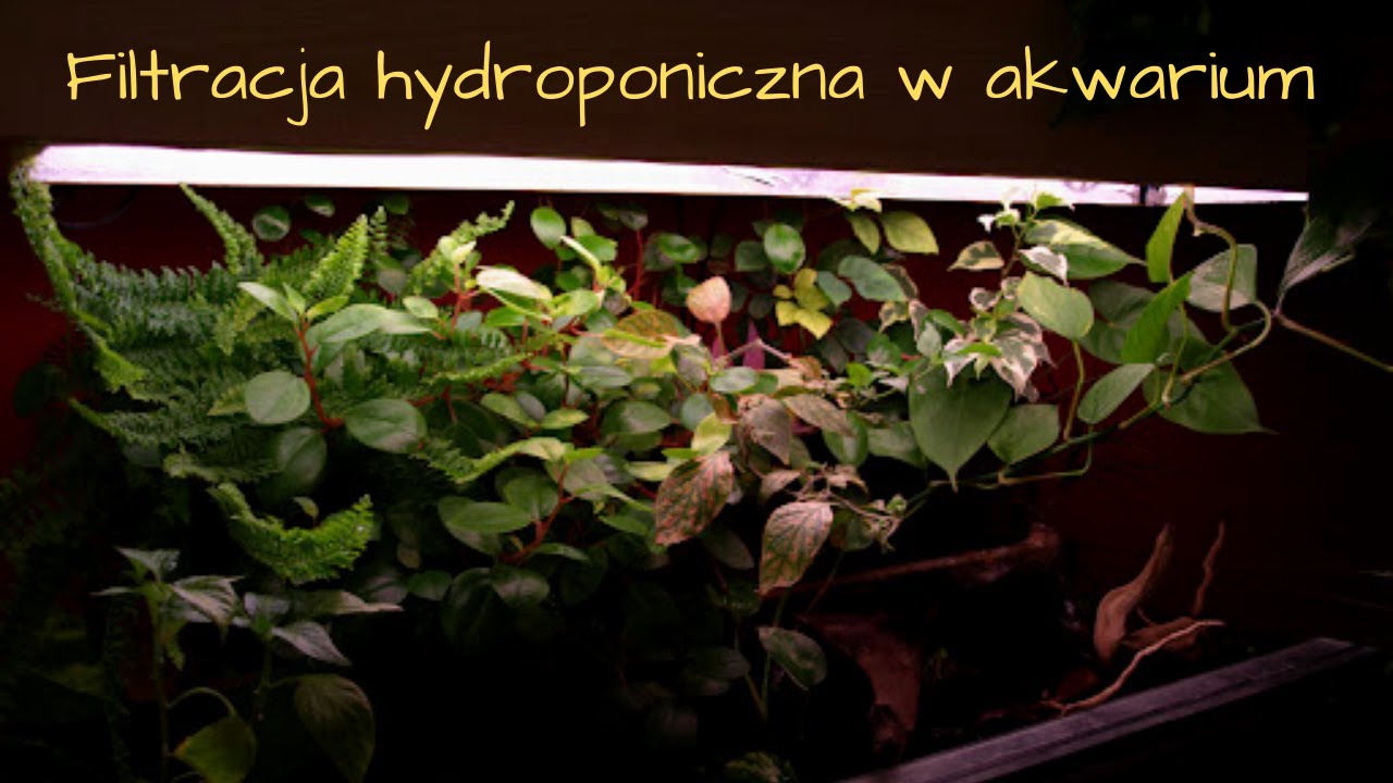 Filtracja hydroponiczna w akwarium