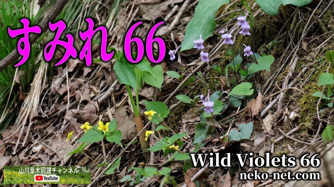 【すみれ 66】 野山のスミレ66種類　- Wild Violets 66 - 　【山川草木図譜チャンネル】
