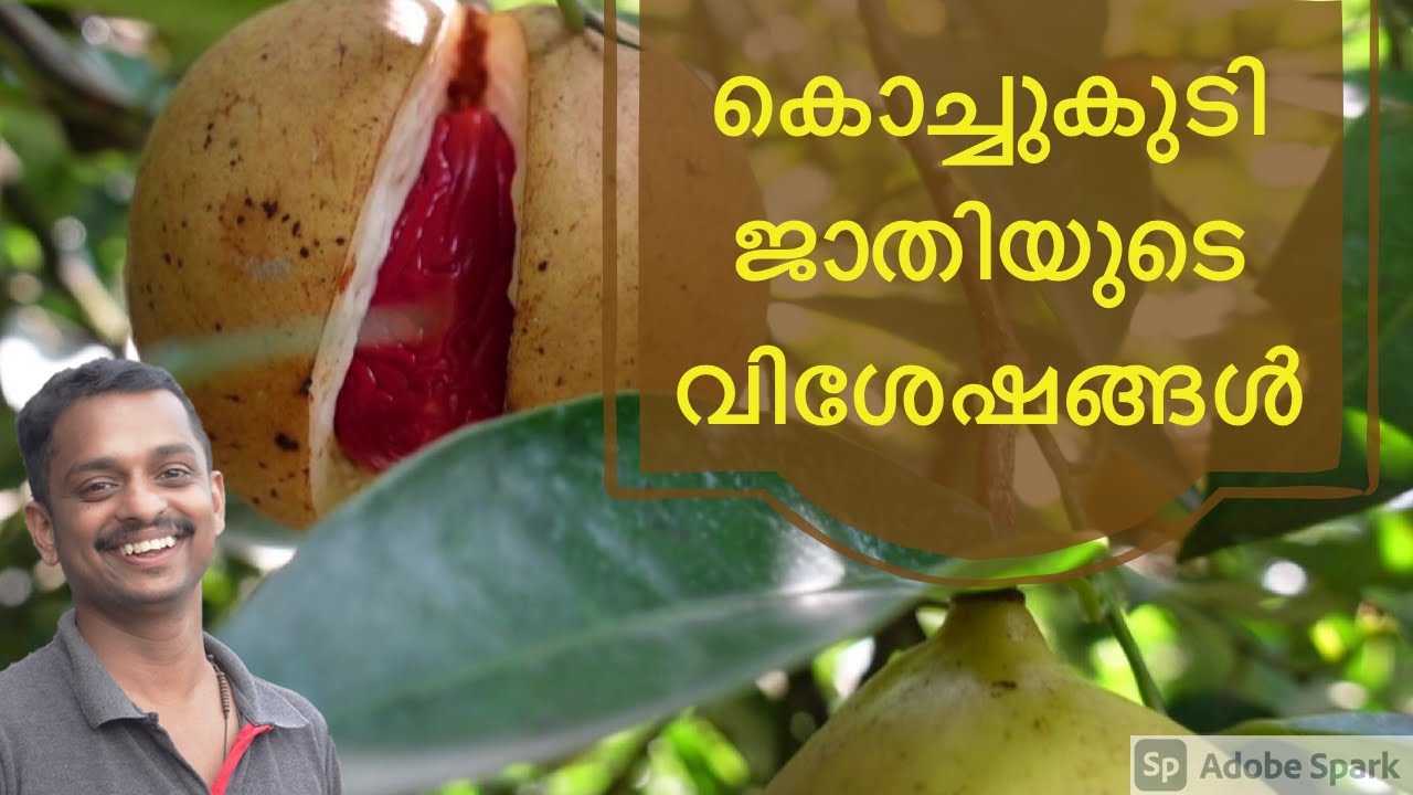 Kochukudy Nutmeg Nursery #Kochukudy jathi #jathi krishi #kochukoodi jathi #Kochukudy thodupuza #KL06