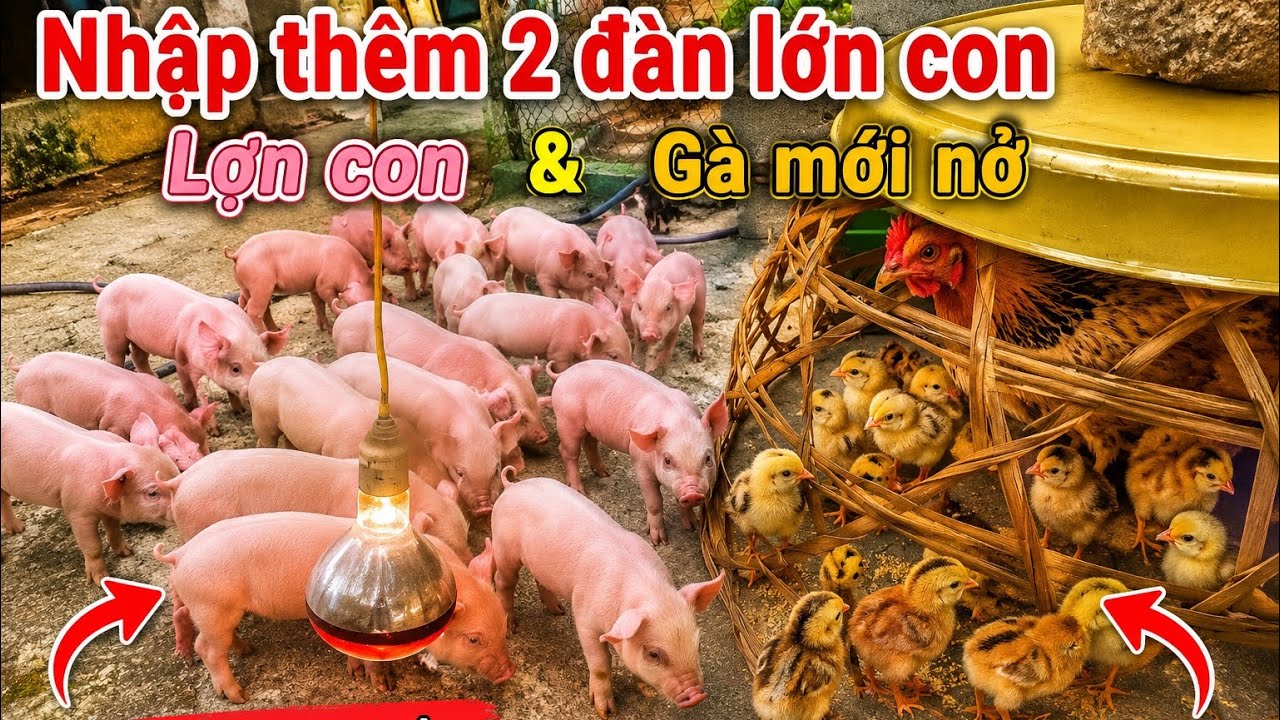 Nhập thêm lợn con, xuống ổ đàn gà mới nở 