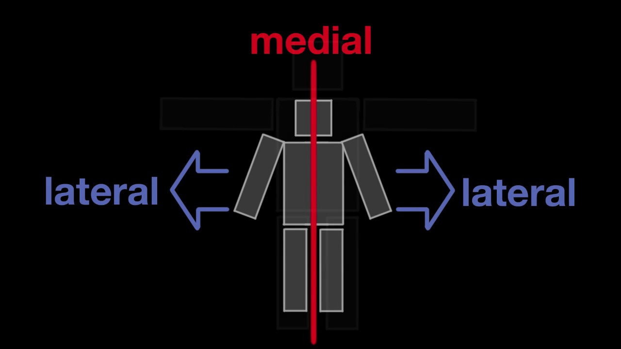 Arm Muscles: 01 Intro - basic vocab