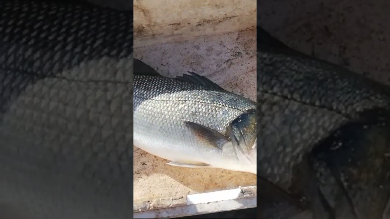 Loup bar/seabass/spigolla