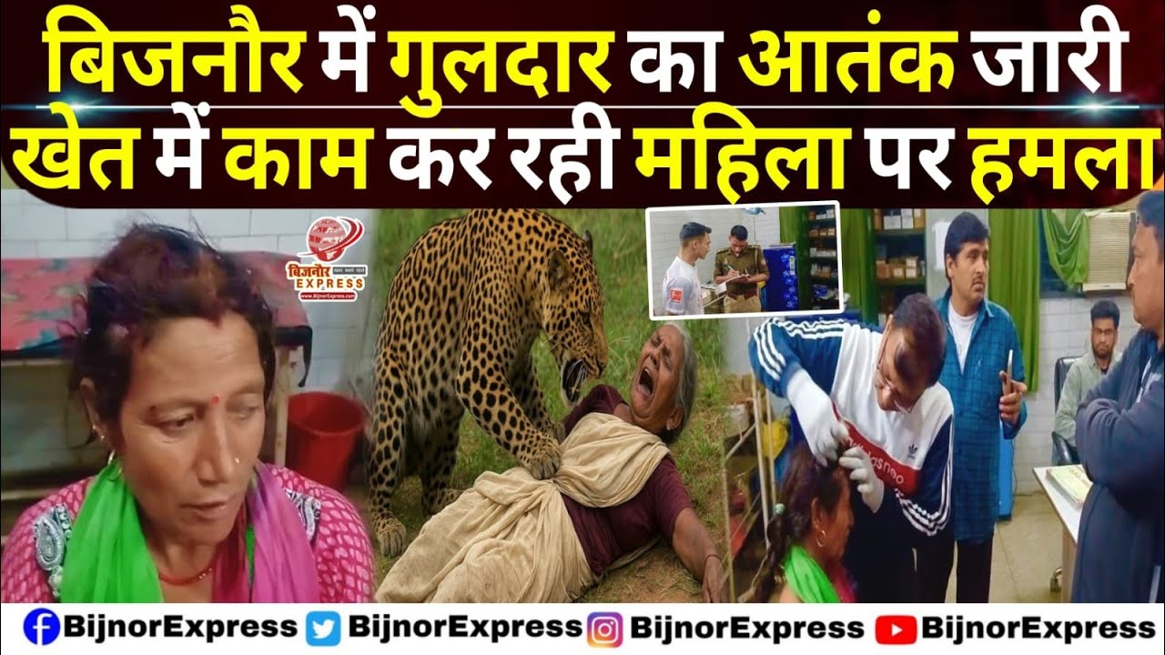 बिजनौर में गुलदार का आतंक जारी, खेत में काम कर रही महिला पर हमला। #Bijnor #guldar #Leopard #news