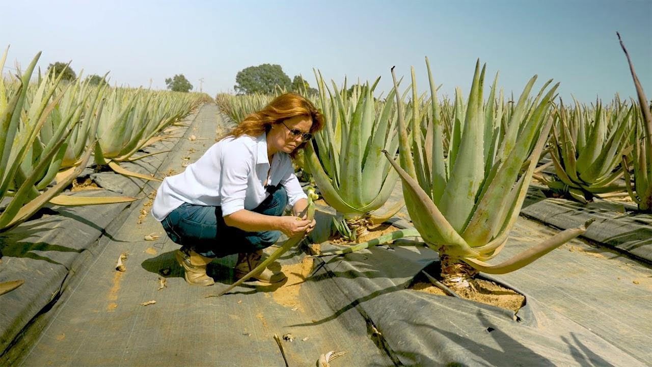 দেখুন এই অ্যালোভেরা ফ্যাক্টরিতে কি করা হয় | Modern Aloe Vera Farming Harvesting Technology