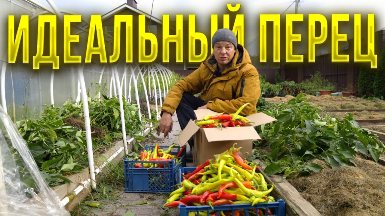 Об этих тонкостях выращивания Цицака молчат  прожжённые огородники а потом гордятся и хвастаются