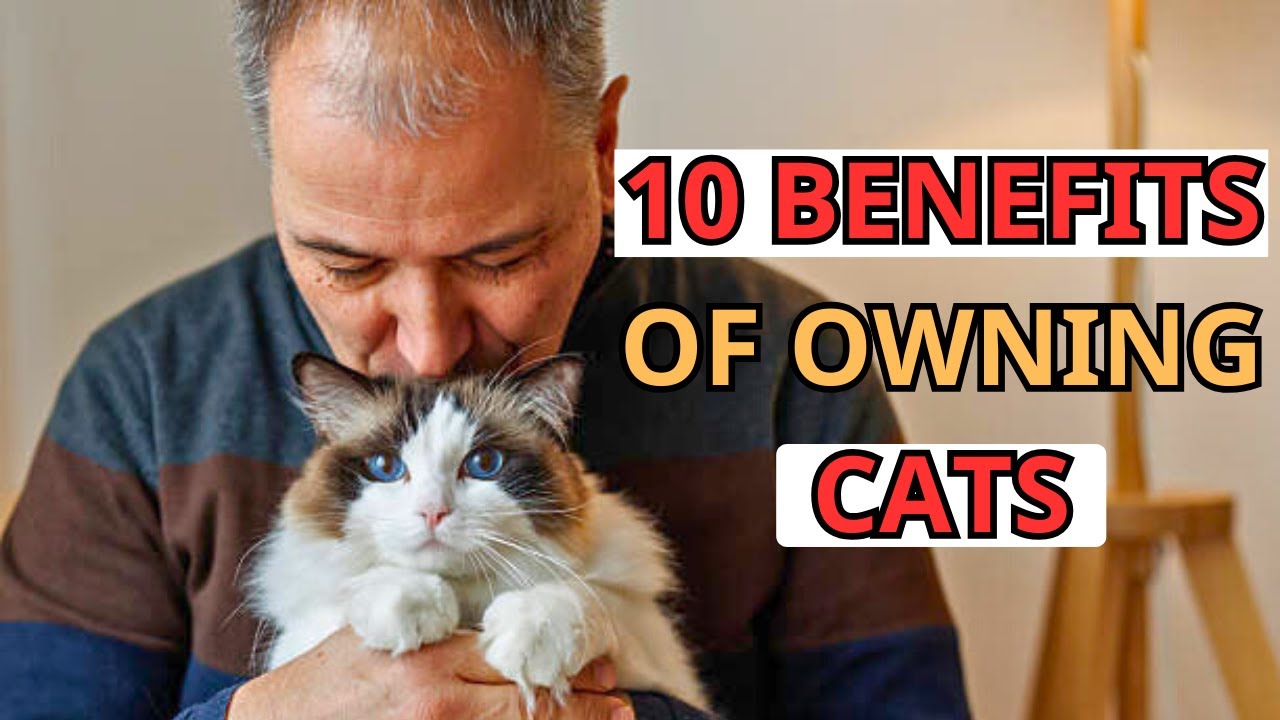 10 Reasons Why Having a Cat is Actually Good for Your Health!