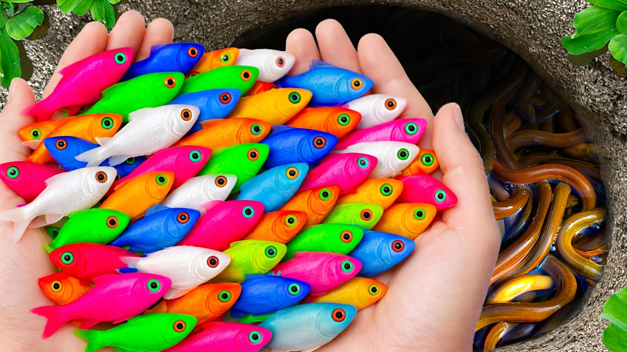 Catch Freshwater Aquarium Fish in Giant Colorful Eggs, Snapping Turtle, Ants, Guppies, Koi, Spiders