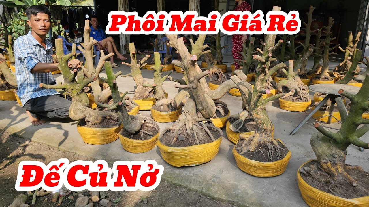 ❌Hết H&agrave;ng❌ M&ugrave;ng 2 Tết☎️Mai V&agrave;ng Gi&aacute; Rẻ☎️Anh Phương☎️Giao Lưu Ph&ocirc;i Mai Ho&agrave;nh To Đế Củ Nở Gi&aacute; Rẻ